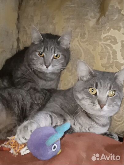 Котодети в поисках дома