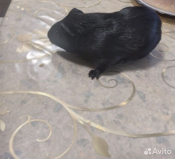 Морская свинка мальчик