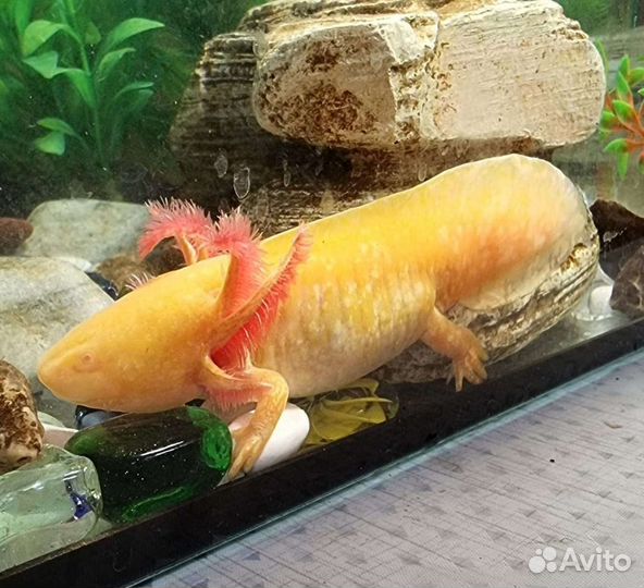 Аксолотли золотые.Аквариум под них. Черные,белые
