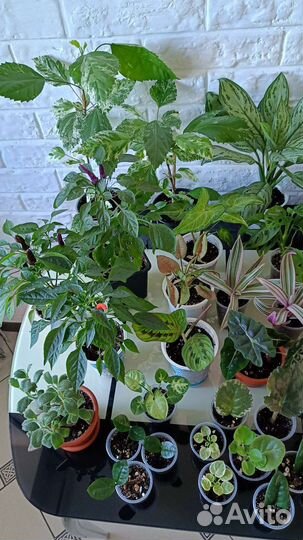 Комнатные цветы