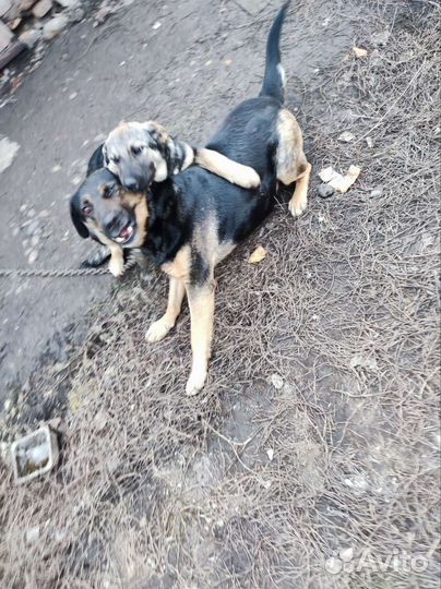 Крупные щенки - девочки