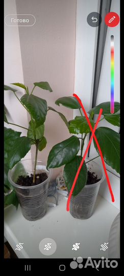 Гибискус Swan lake