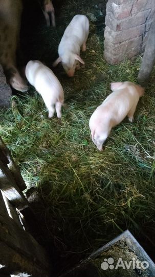 Поросенок ландрас