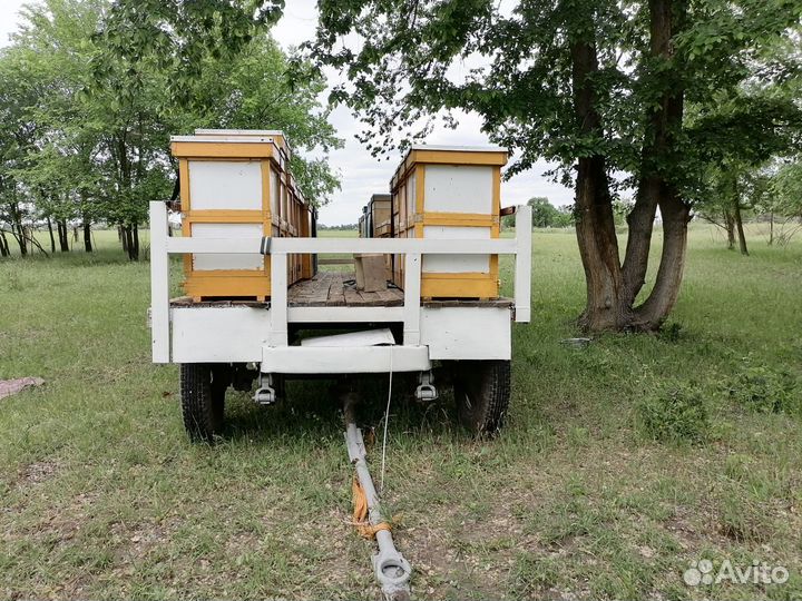 Пчелы и павильон