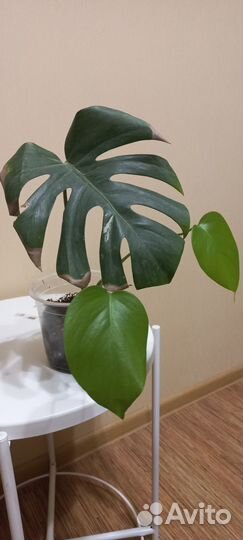 Монстера вариегатная альба