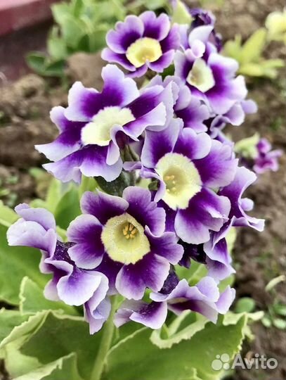 Примула ушковая аурикула