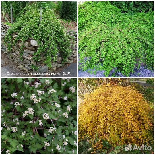 Форзиция, Рябинник, Дерен, Стефанандра