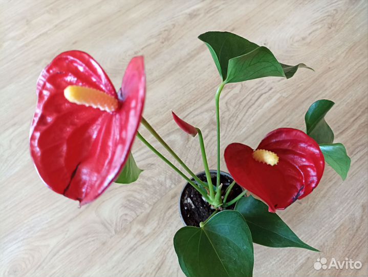 Антуриум Андре красный