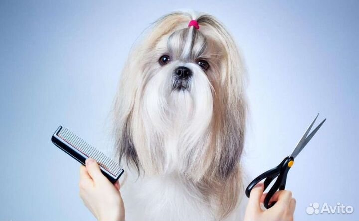 Начинающий грумер