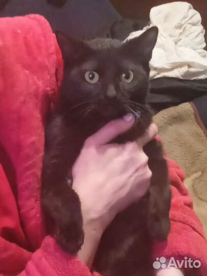Ищу чёрного кота