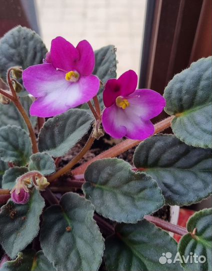 Фиалка Сенполия