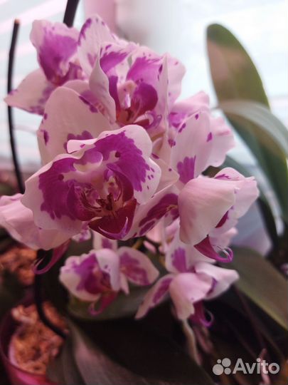 Орхидея фаленопсис пелорик