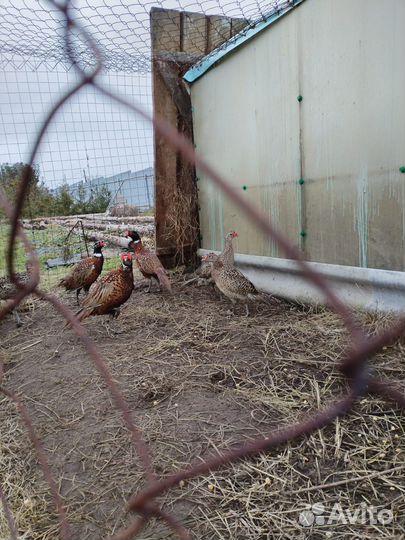 Фазан охотничий