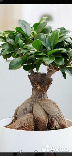 Фикус микрокарпа, отростки