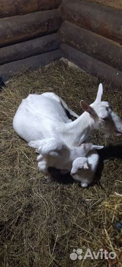 Чп Козлики зааненской породы