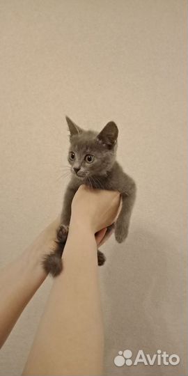 Котенок ищет дом