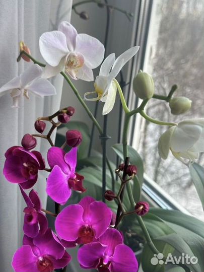 Орхидея фаленопсис пересаженные