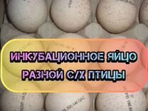 Инкубационное яйцо разной с/х птицы