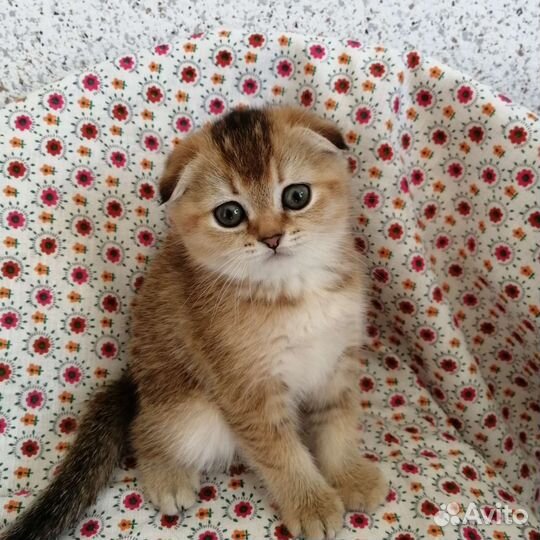 Мальчик золотая шиншилла. Доставка