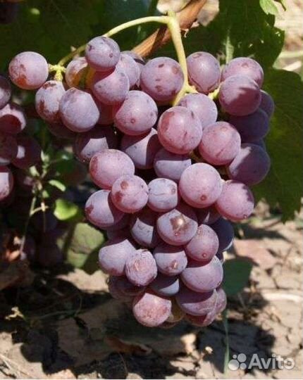 Саженец винограда 