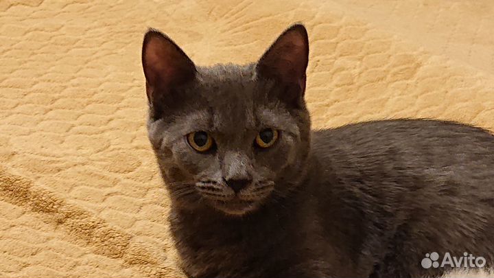 Котик пепельный в добрые руки