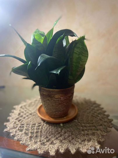 Сансевиерия