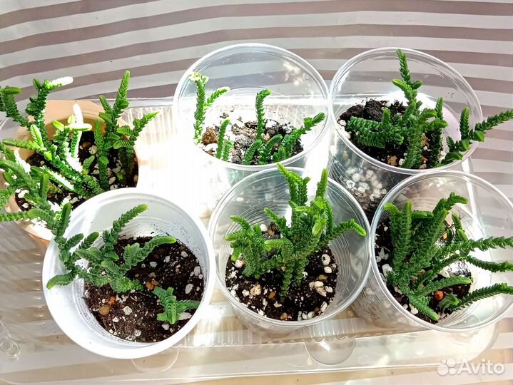 Суккулент Крассула Ложноплауновидная