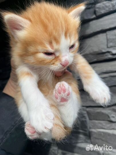 Котенок в добрые руки