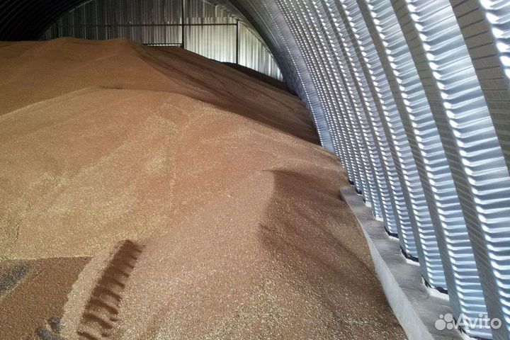 Зерно пшеница