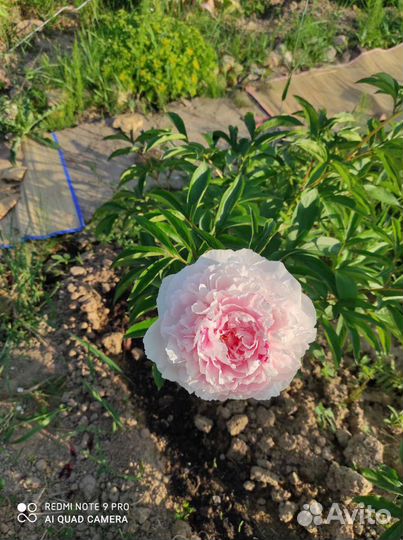 Пион Лавендер букет