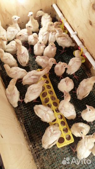Цыплята броллерные Португалия, индюшата