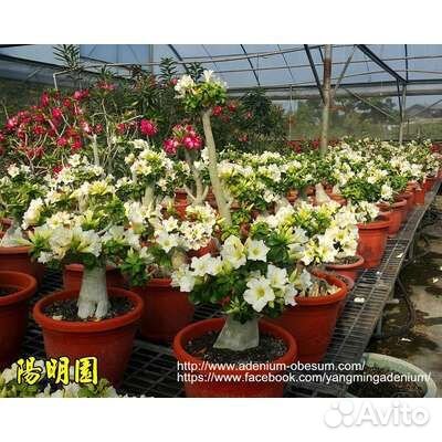 Адениум mini white