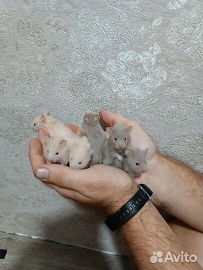 Сирийский хомяк