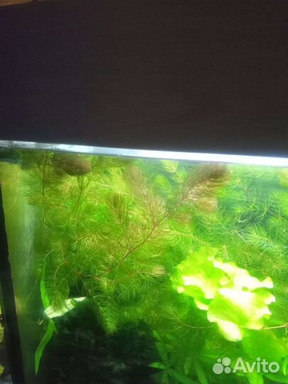 Роголистник