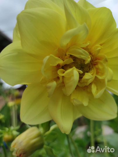 Георгины клубни