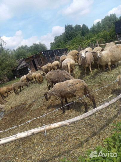 Овцы и бараны