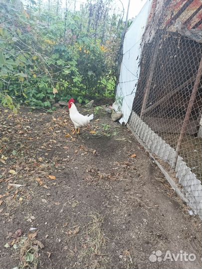 Молодые петухи