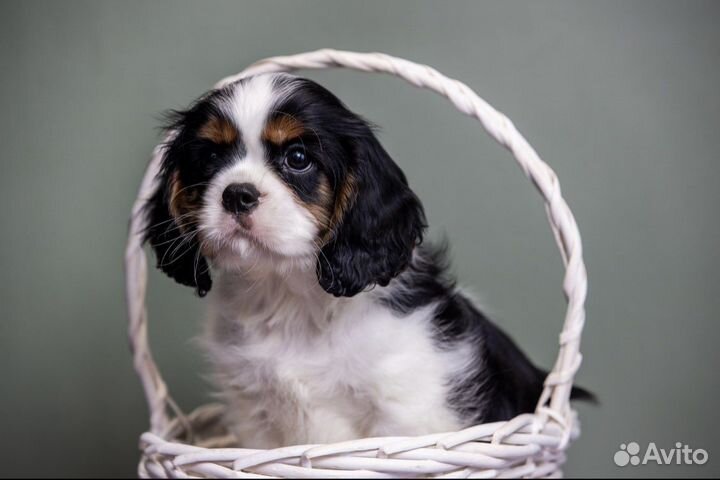 Щенки Кавалер Кинг чарльз спаниель