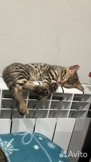 Бенгальская