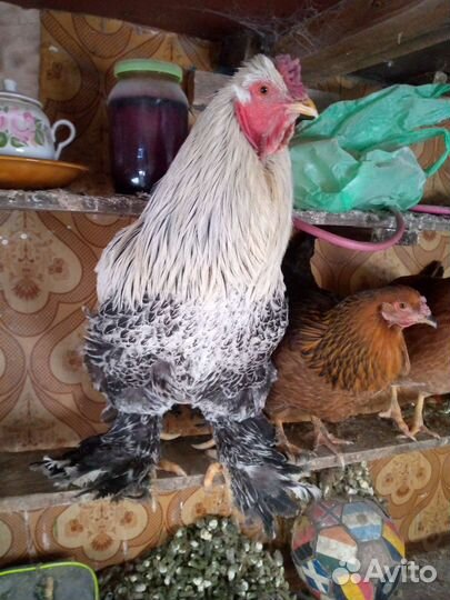 Петух порода Браун и курицы деревенские