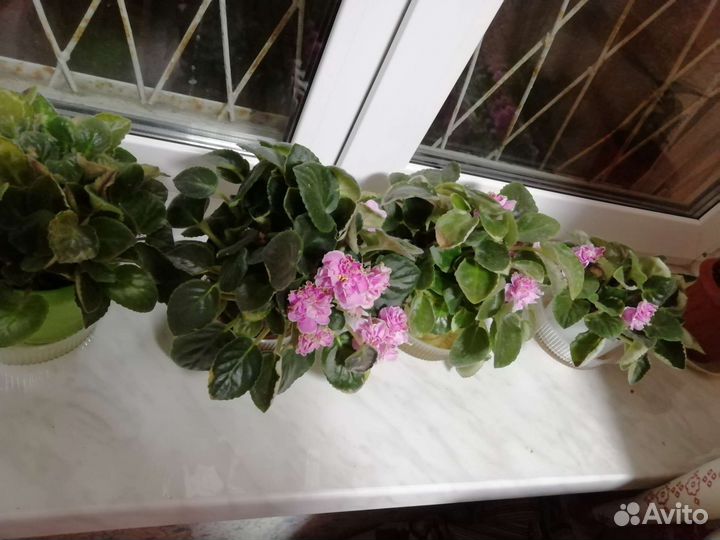 Фиалка большая с горшком, домашние цветы