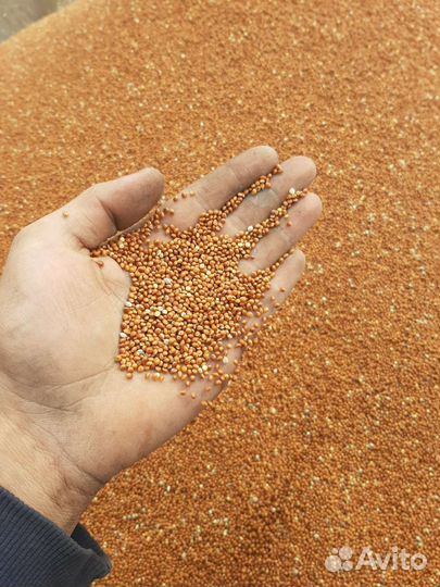 Просо красное