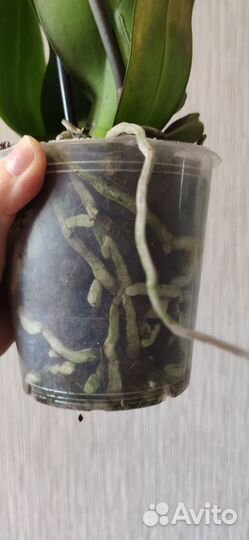 Коллекционный фаленопсис Albufeira