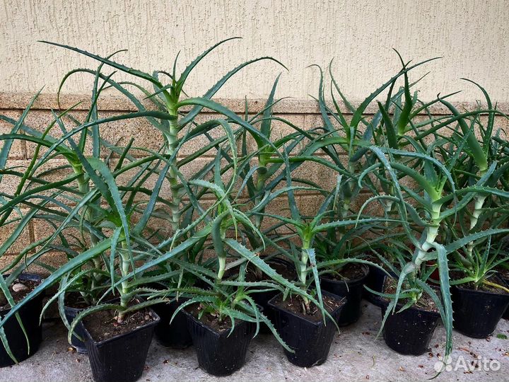 Алоэ лечебный