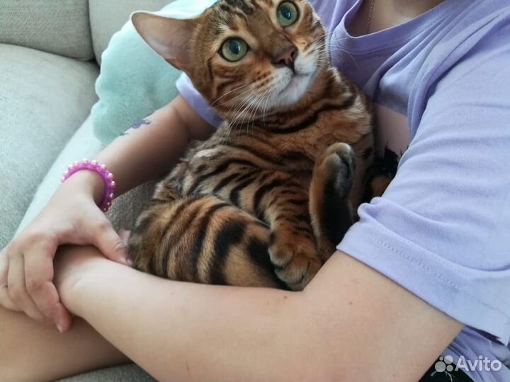 Зооняня,котоняня, ситтер, передержка, уход