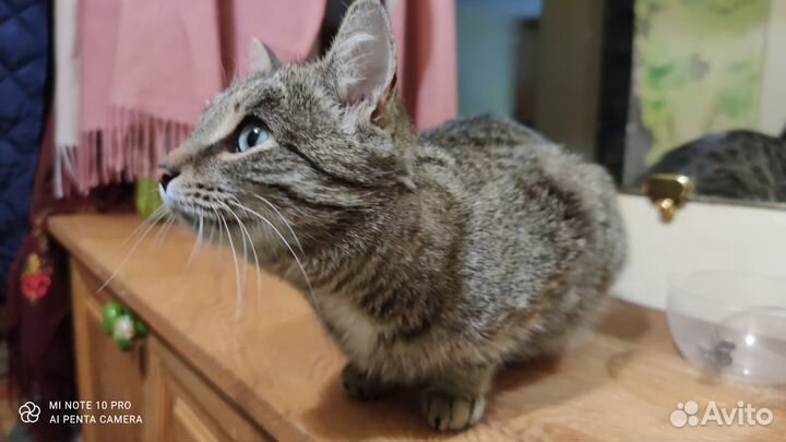 Кошечка-красавица