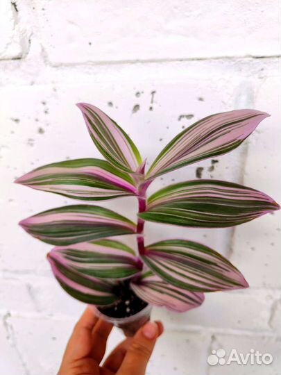 Традесканция Pink Furry