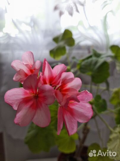 Столетник и отростоки королевской и розовой герани