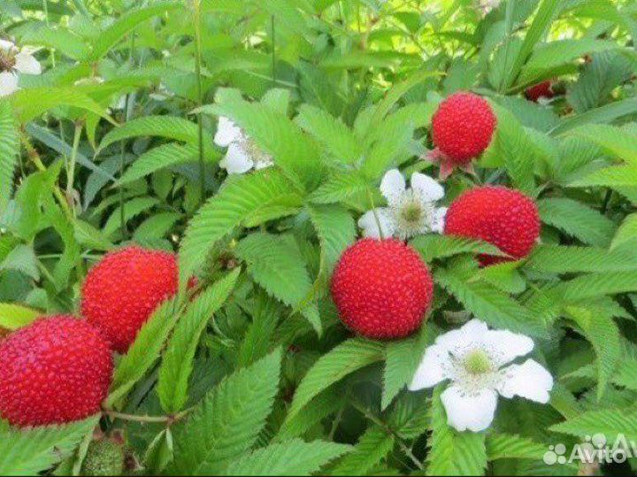 Тибетская малина, желтая, черная малина