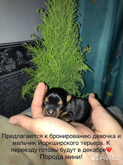 Йоркширский терьер мини щенки бейби фейс
